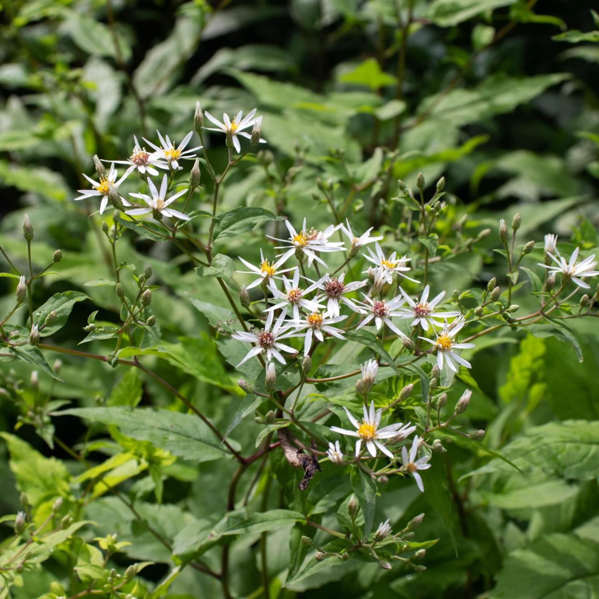 Weiße Wald-Aster (Aster divaricatus)