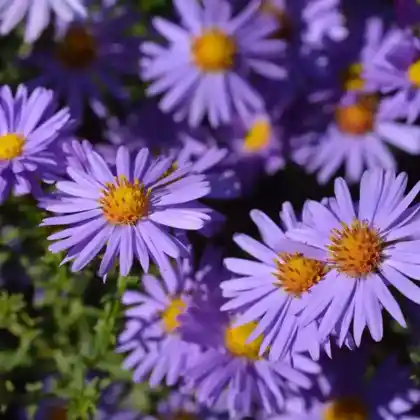 Foto von Kissen-Aster 'Prof. Anton Kippenberg' (Aster dumosus 'Prof. Anton Kippenberg')