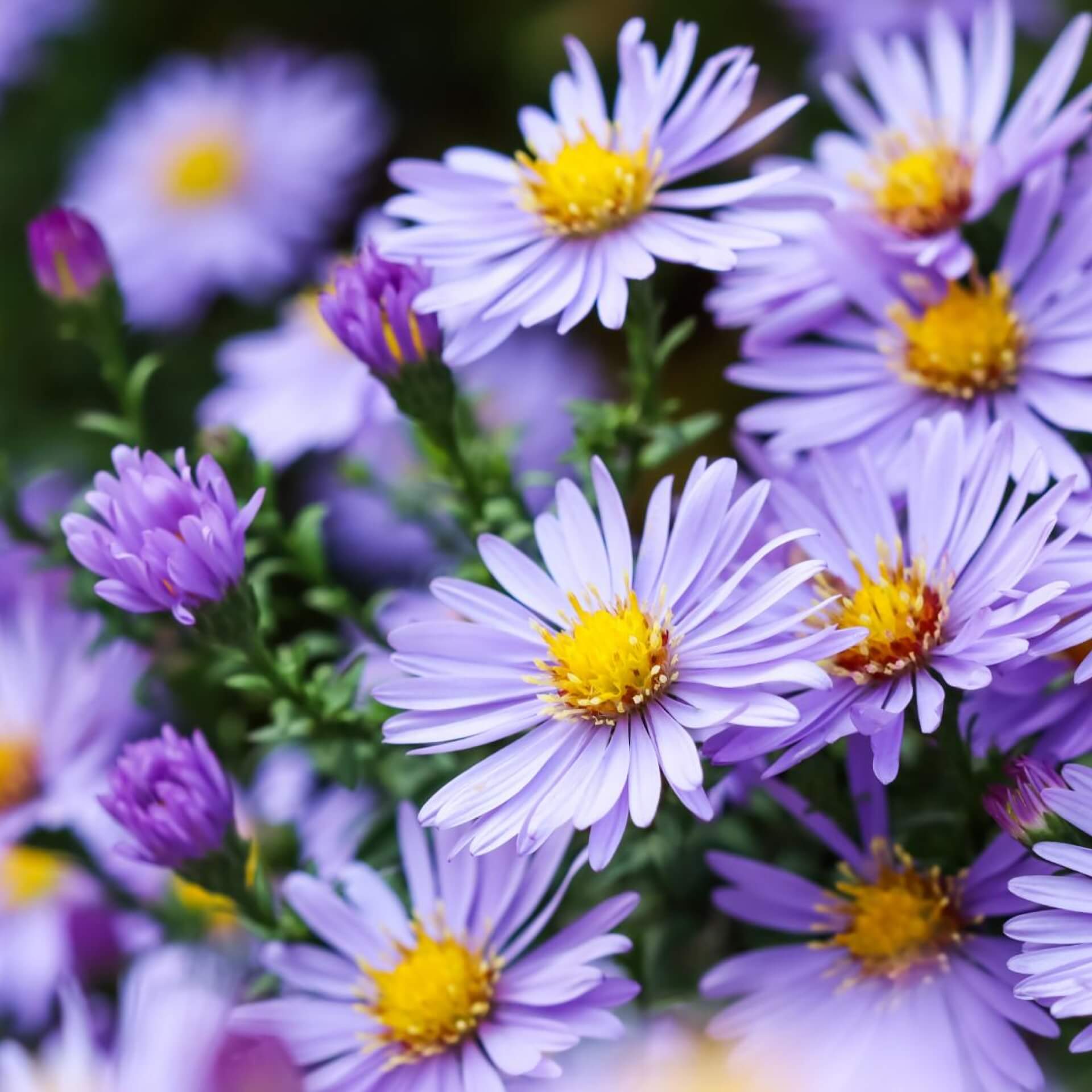 Kissen-Aster 'Sapphire' (Aster dumosus 'Sapphire')