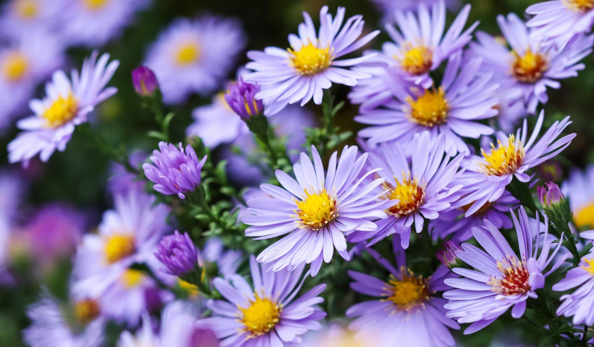 KissenAster 'Sapphire' / Aster dumosus 'Sapphire'