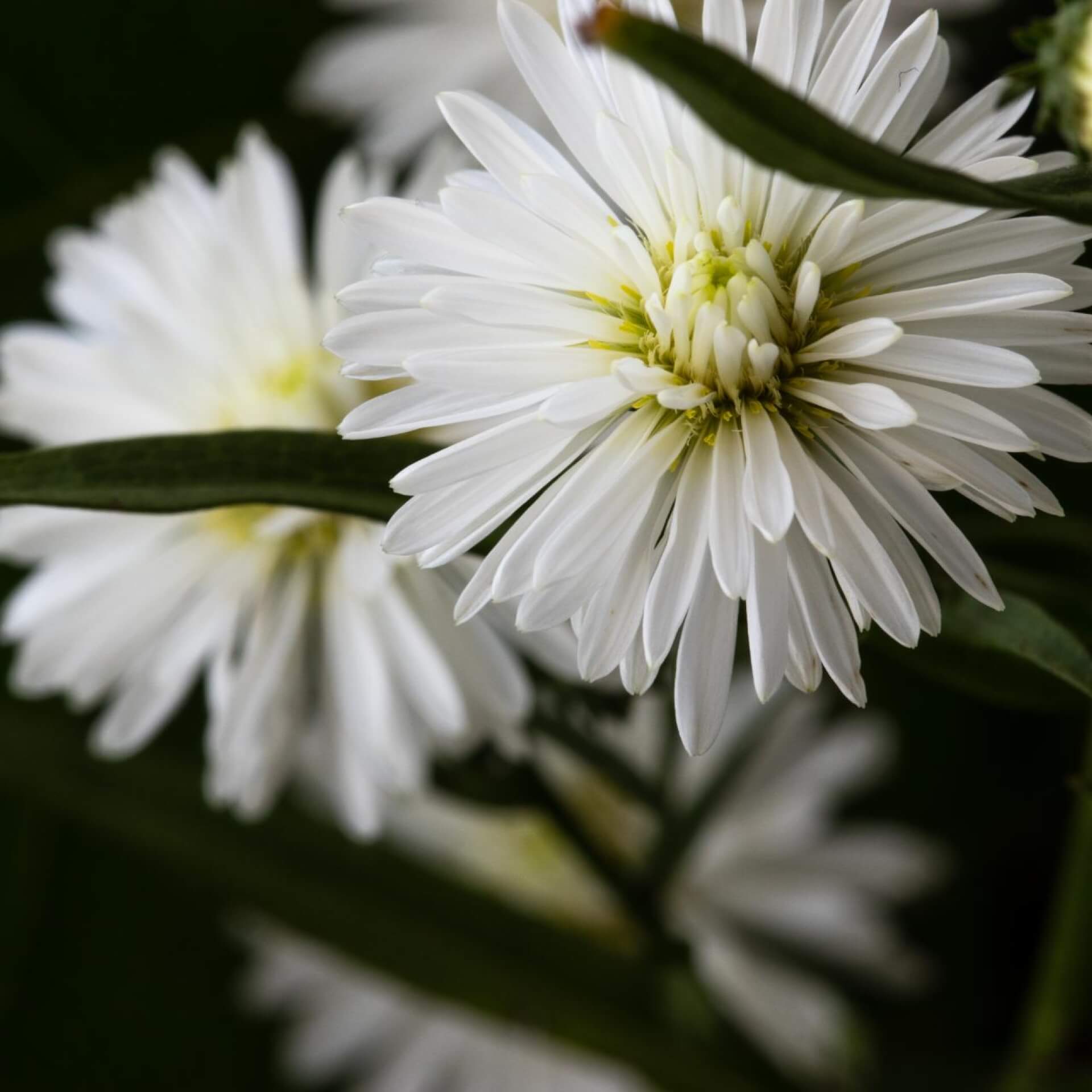 Glattblatt-Aster 'White Ladies' (Aster novi-belgii 'White Ladies')