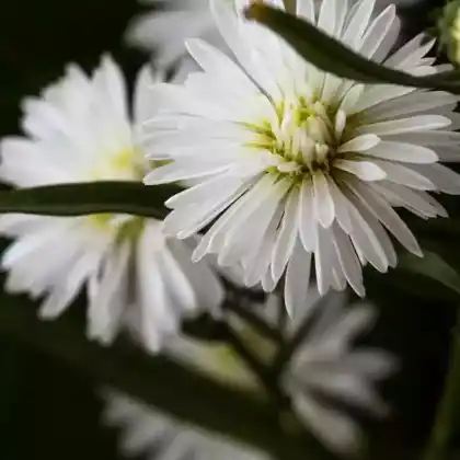 Foto von Glattblatt-Aster 'White Ladies' (Aster novi-belgii 'White Ladies')