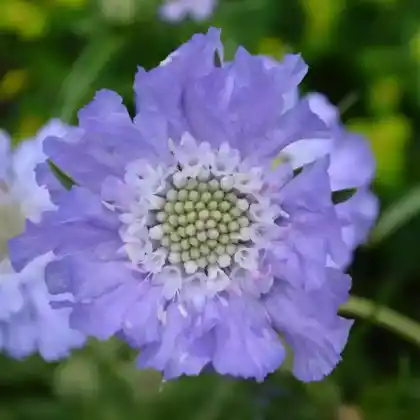 Foto von Kaukasus-Skabiose (Scabiosa caucasica)