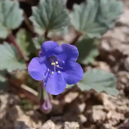 Foto von Glocken-Phazelie (Phacelia campanularia)
