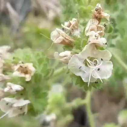 Foto von Phacelia ramosissima (Phacelia ramosissima)