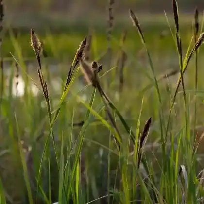 Foto von Pennsylvania-Segge (Carex pensylvanica)