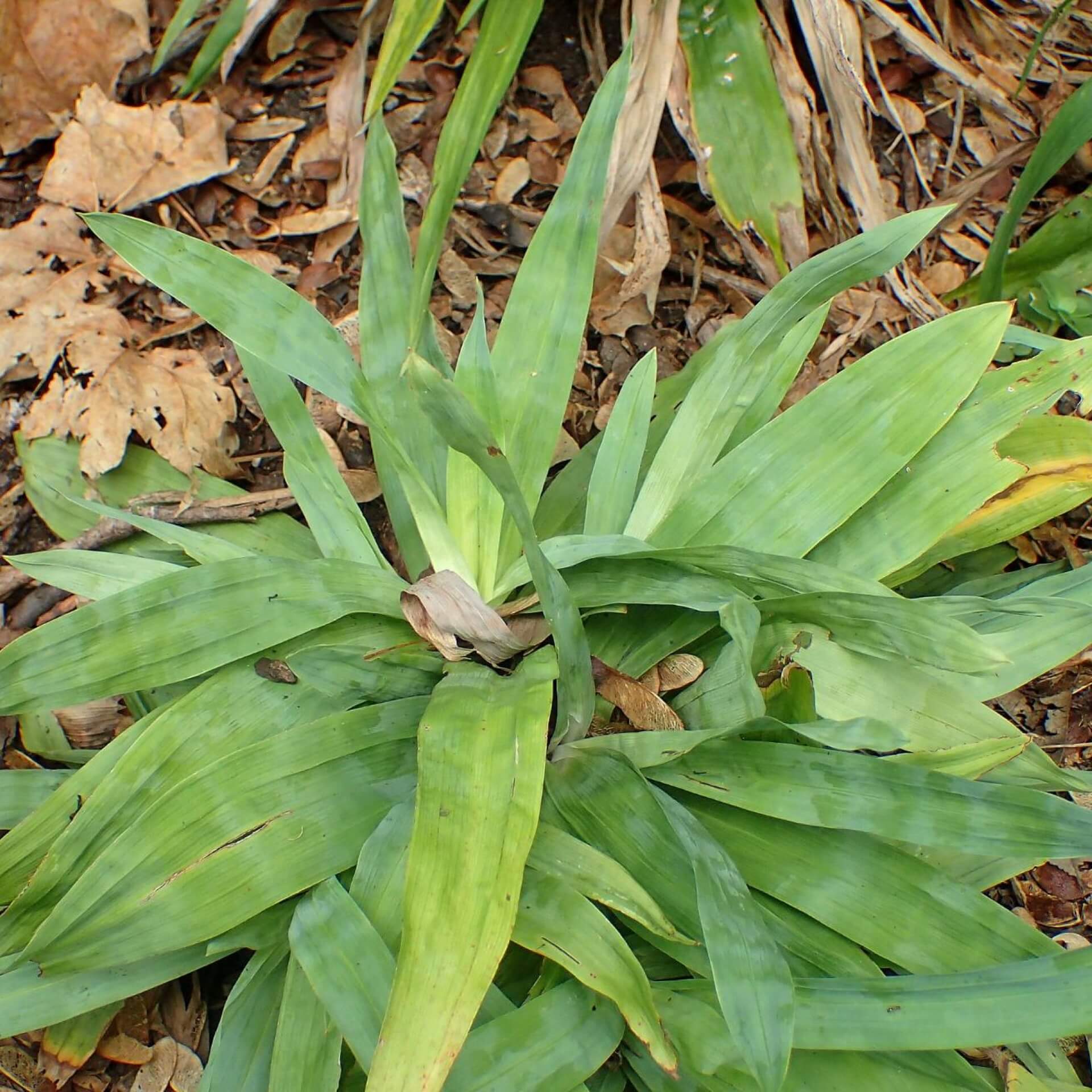 Breitblattsegge (Carex platyphylla)