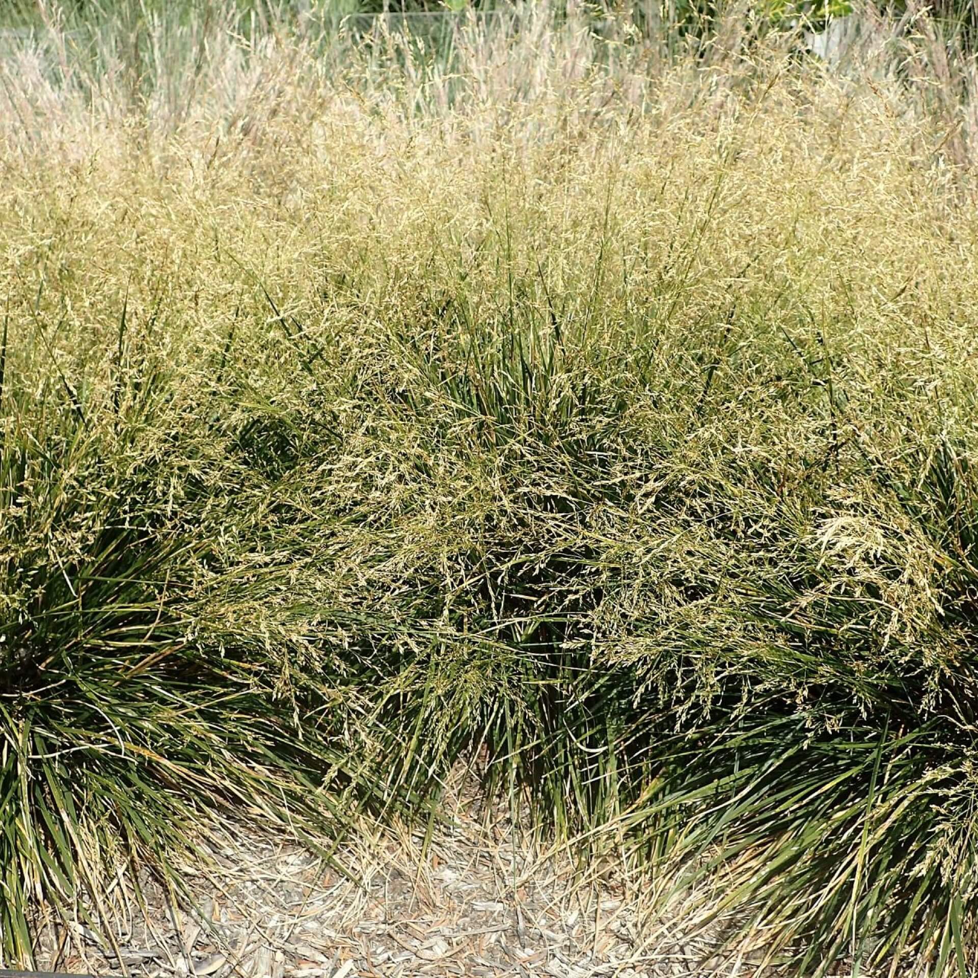 Rasen-Schmiele 'Goldtau' (Deschampsia cespitosa 'Goldtau')