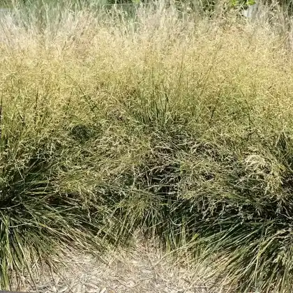Foto von Rasen-Schmiele 'Goldtau' (Deschampsia cespitosa 'Goldtau')