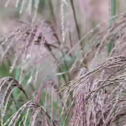 Foto von Chinaschilf 'Flamingo' (Miscanthus sinensis 'Flamingo')