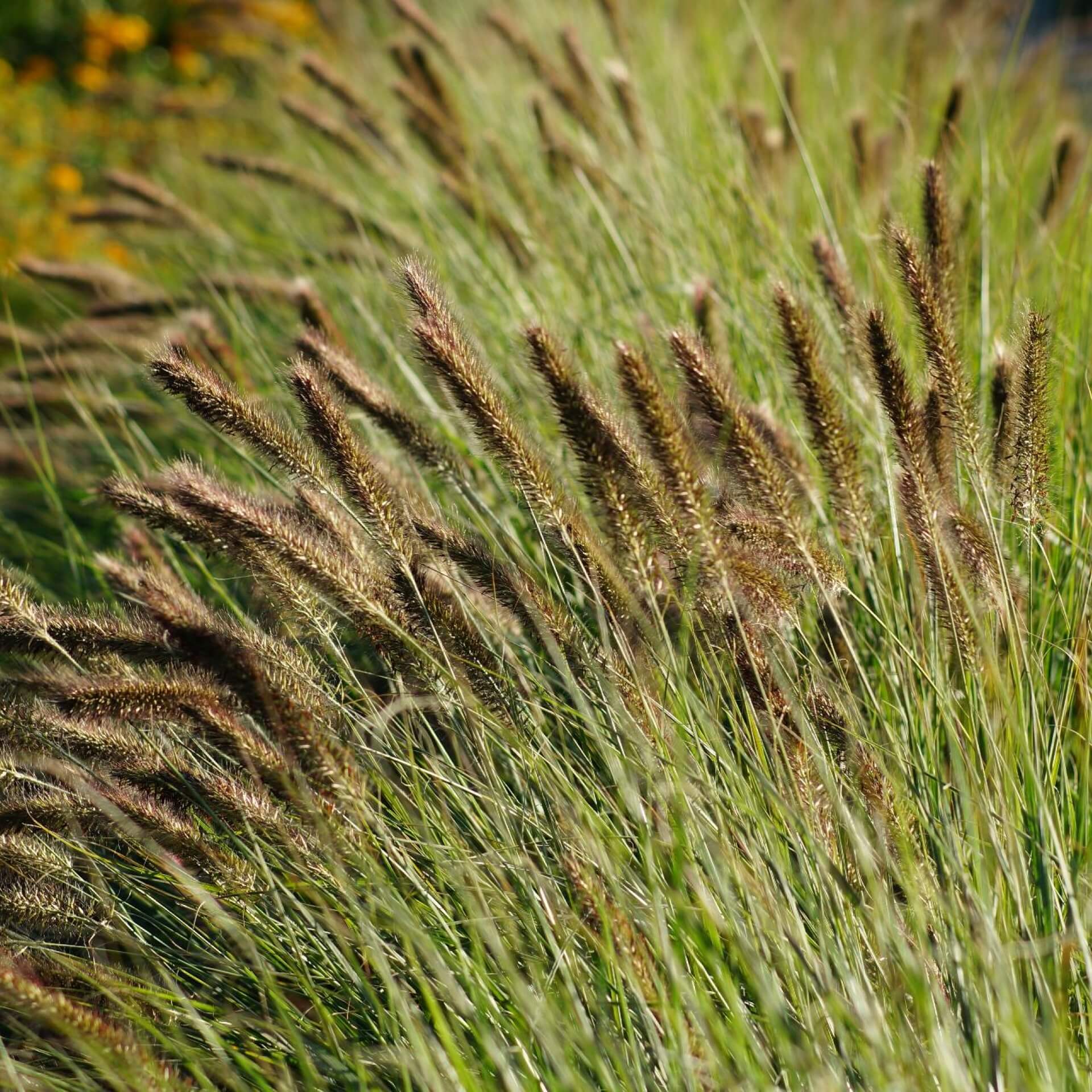 Federborstengras (Pennisetum alopecuroides var. viridescens)