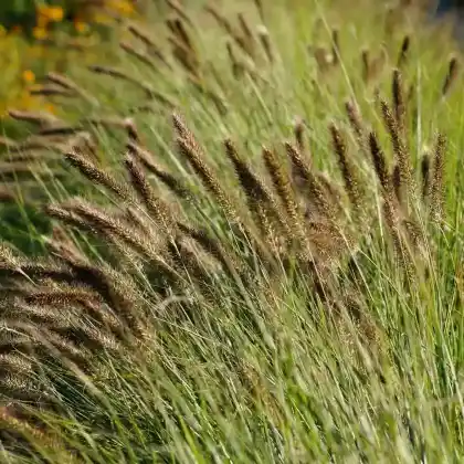 Foto von Federborstengras (Pennisetum alopecuroides var. viridescens)