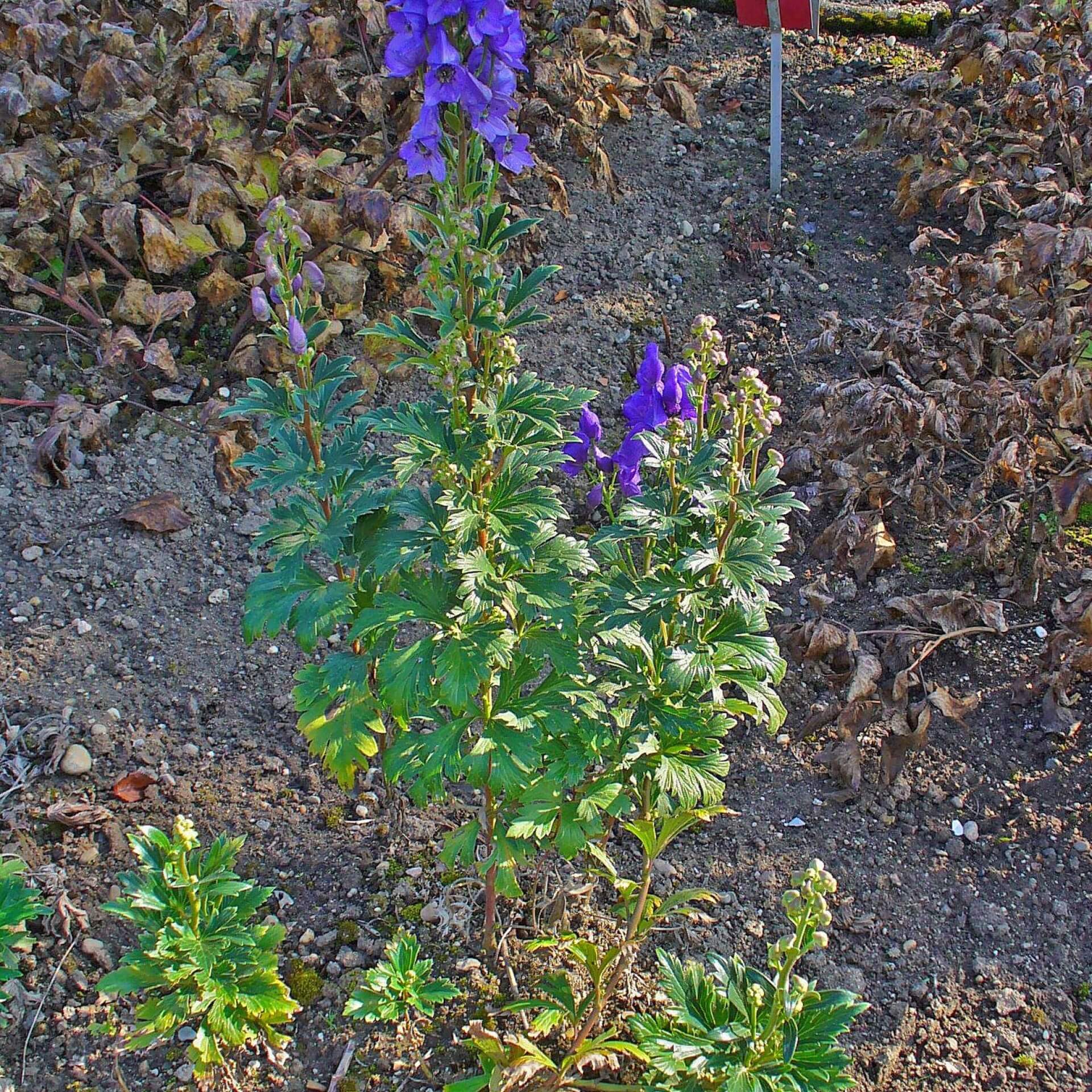 Hoher Herbst-Eisenhut (Aconitum carmichaelii var. wilsonii)