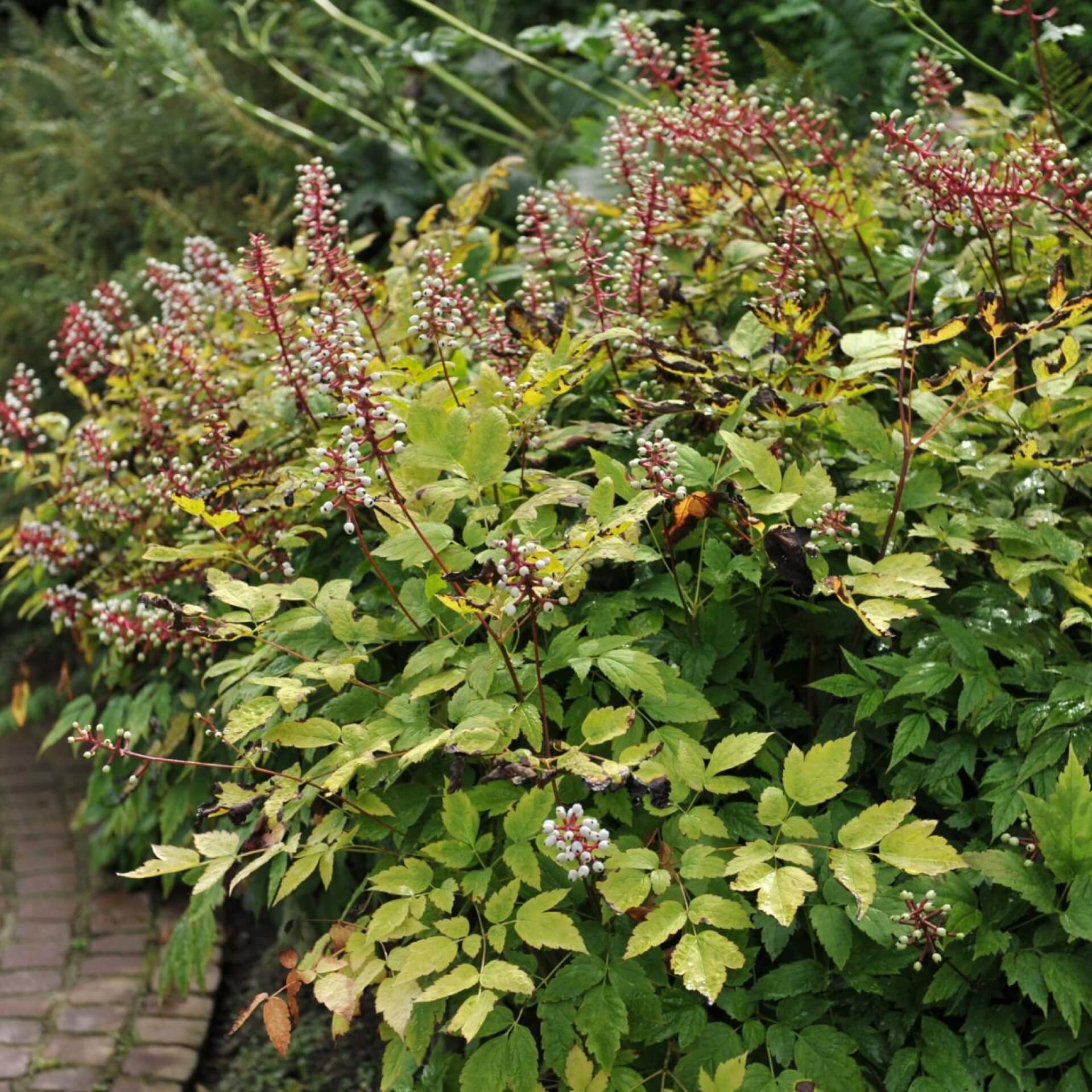 Weißfrüchtiges Christophskraut (Actaea pachypoda)