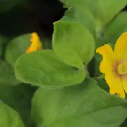 Foto von Hain-Gilbweiderich (Lysimachia nemorum)