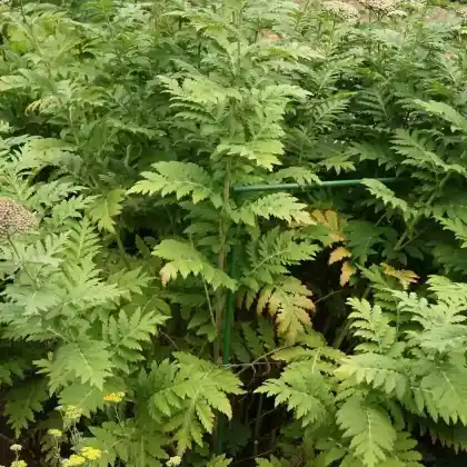 Foto von Großblättrige Schafgarbe (Achillea macrophylla)