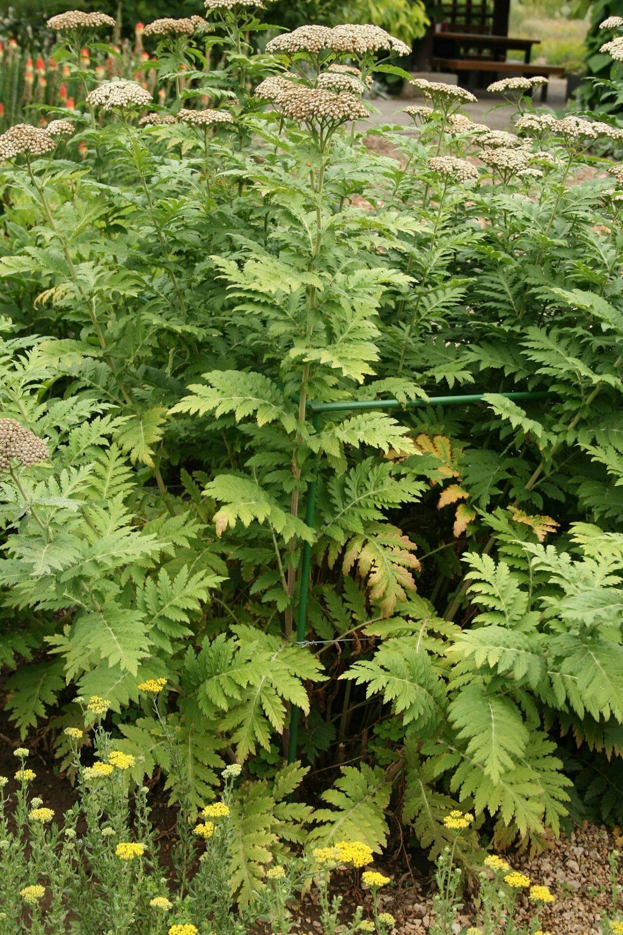 Großblättrige Schafgarbe / Achillea macrophylla