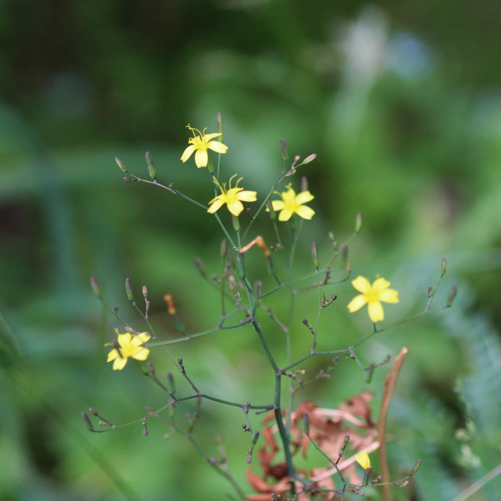 Mauerlattich (Mycelis muralis)