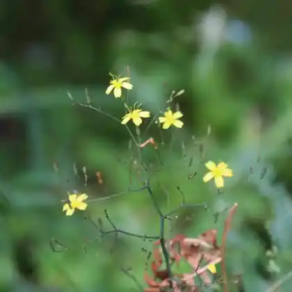 Foto von Mauerlattich (Mycelis muralis)