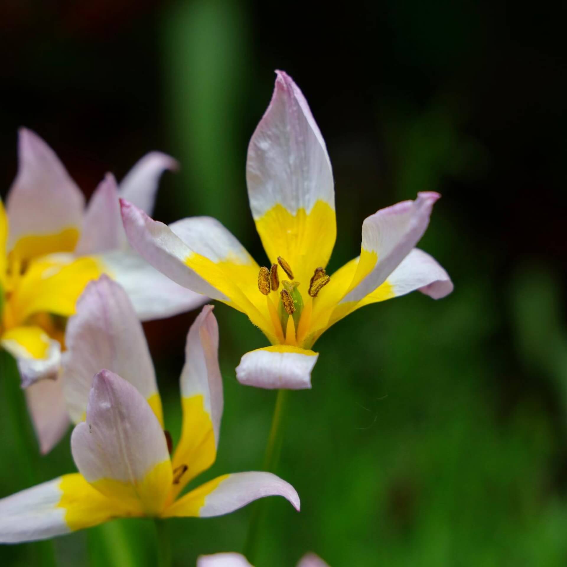 Felsen-Tulpe (Tulipa saxatilis)