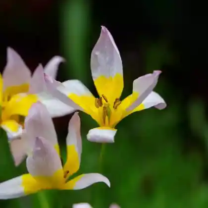 Foto von Felsen-Tulpe (Tulipa saxatilis)