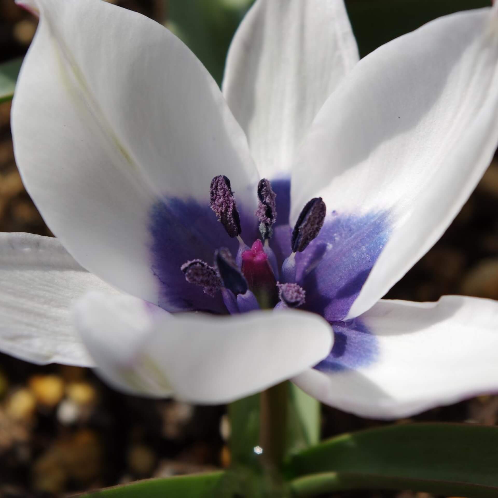 Zwerg-Tulpe 'Alba' (Tulipa humilis 'Alba')