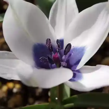 Foto von Zwerg-Tulpe 'Alba' (Tulipa humilis 'Alba')