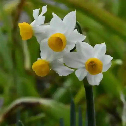 Foto von Narzisse Canaliculatus (Narcissus canaliculatus)