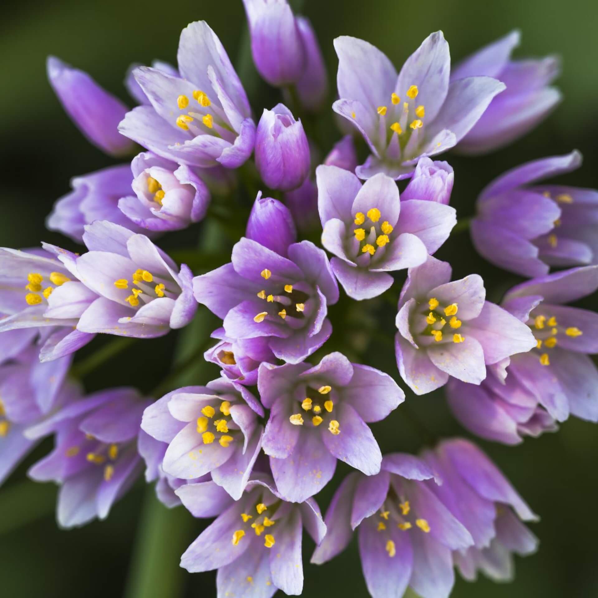 Rosen-Lauch (Allium roseum)