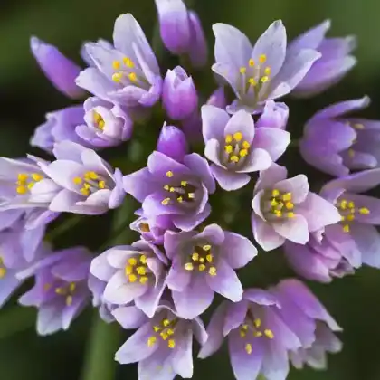Foto von Rosen-Lauch (Allium roseum)