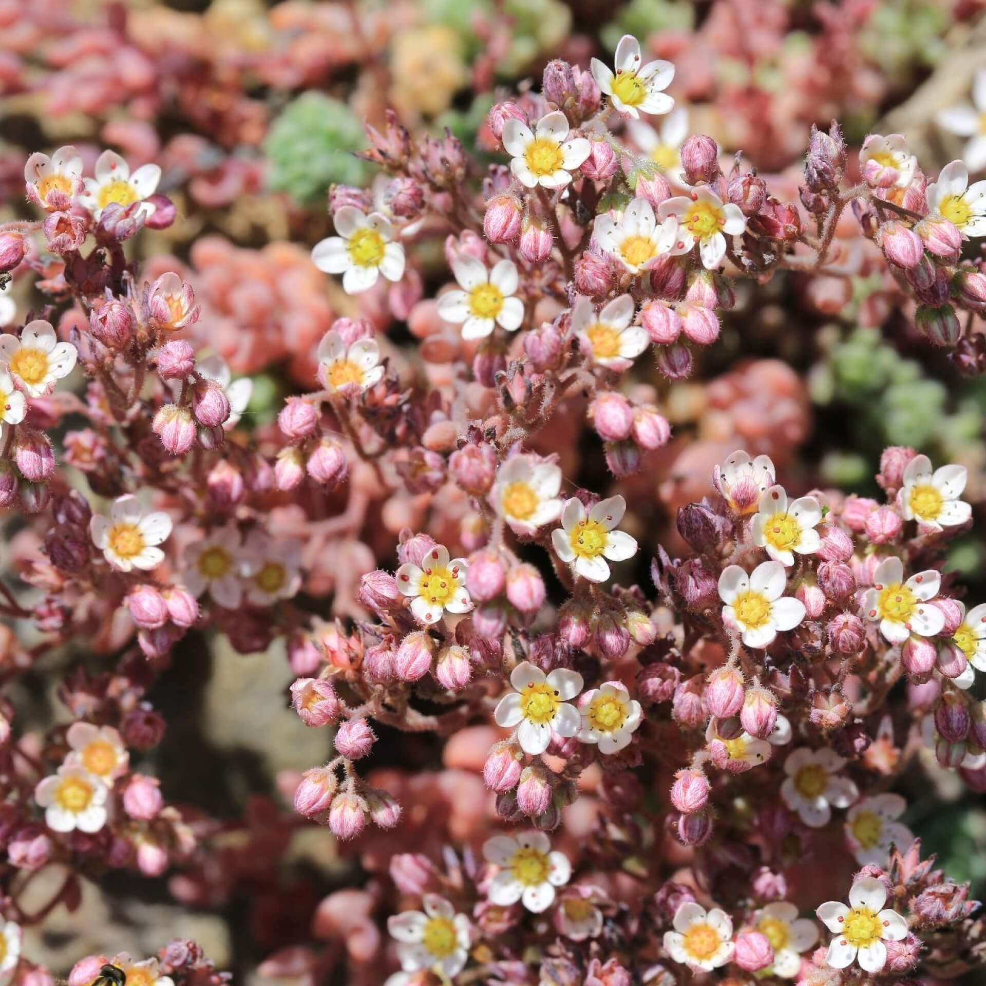 Buckel-Fetthenne (Sedum dasyphyllum)