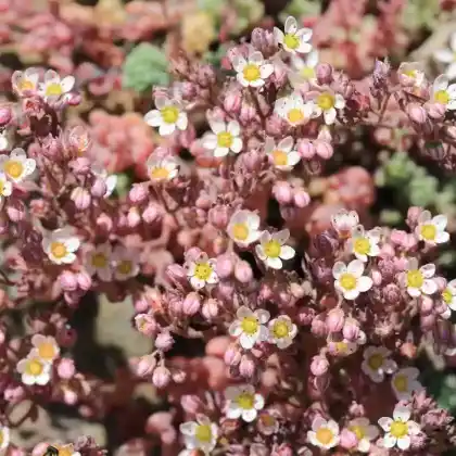 Foto von Buckel-Fetthenne (Sedum dasyphyllum)
