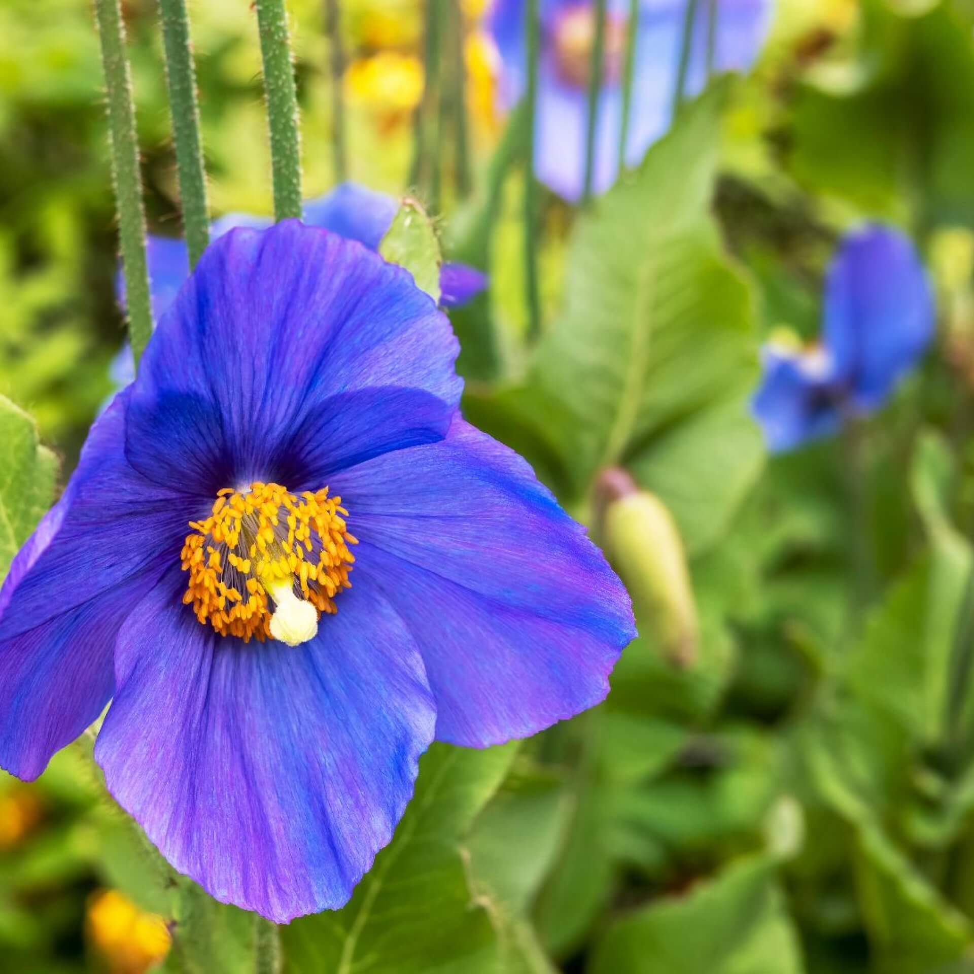 Tibet-Scheinmohn (Meconopsis betonicifolia)