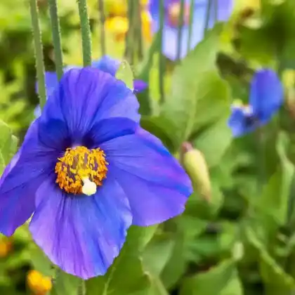 Foto von Tibet-Scheinmohn (Meconopsis betonicifolia)