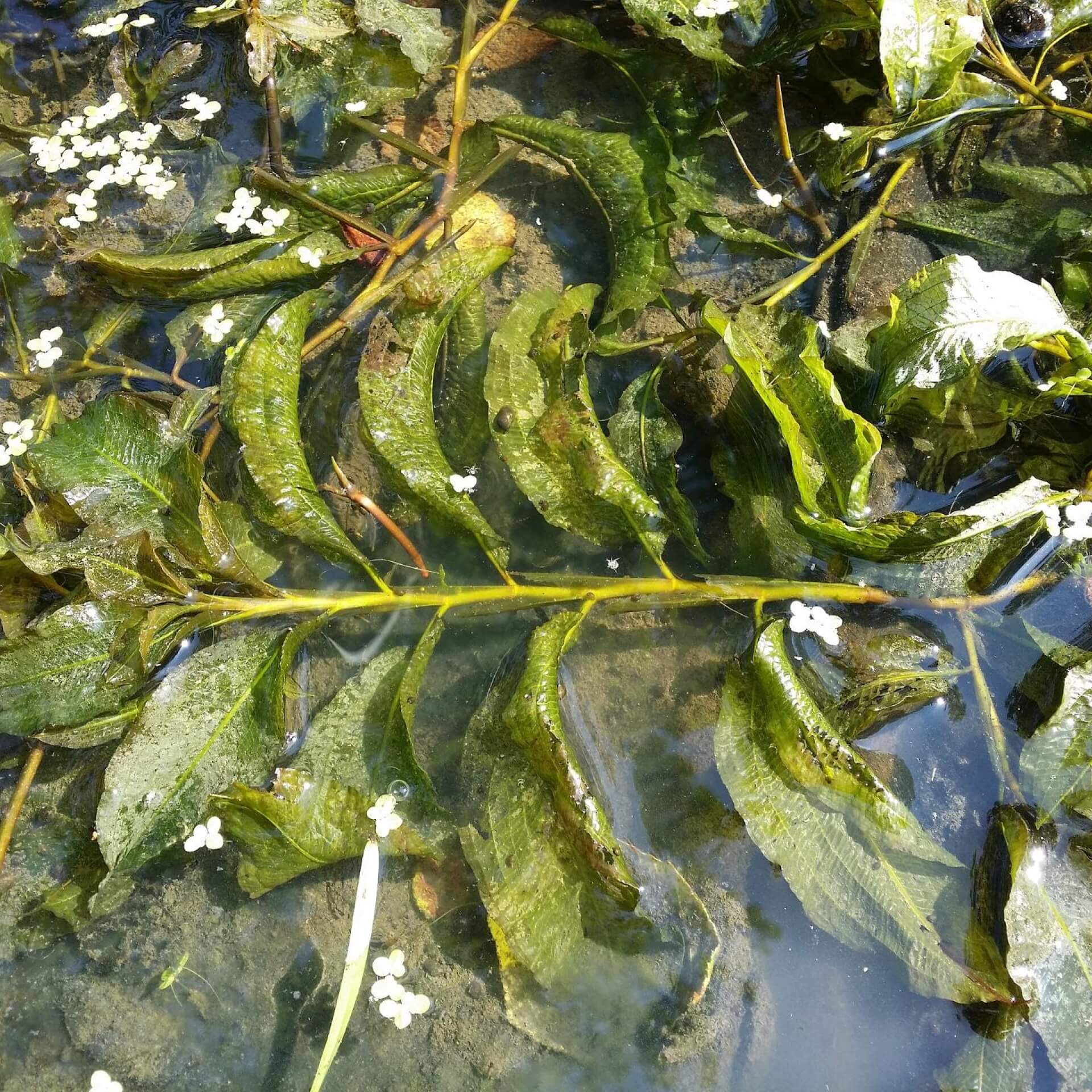 Spiegelndes Laichkraut (Potamogeton lucens)