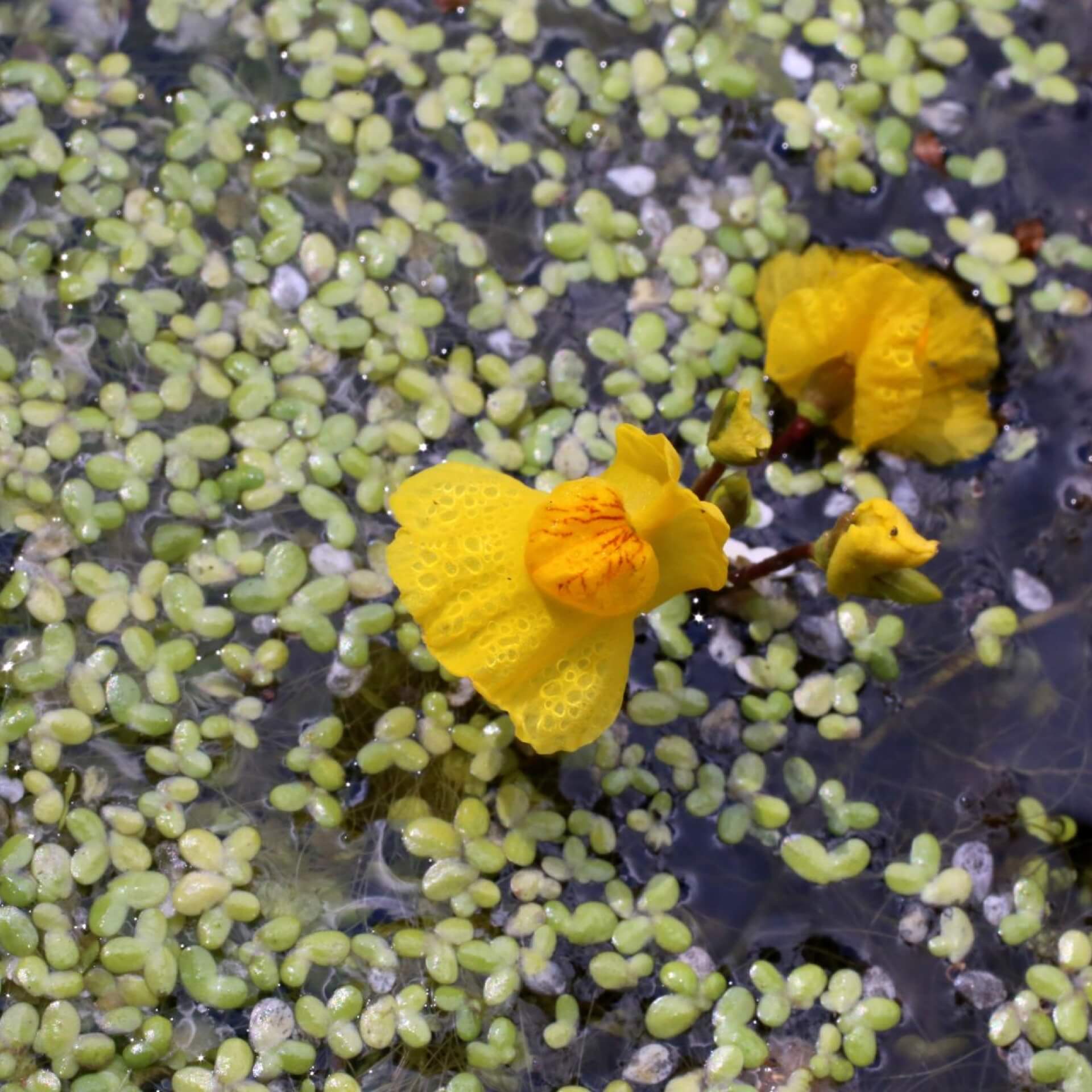 Gewöhnlicher Wasserschlauch (Utricularia vulgaris)
