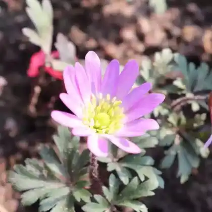 Foto von Frühlings-Anemone 'Pink Star' (Anemone blanda 'Pink Star')