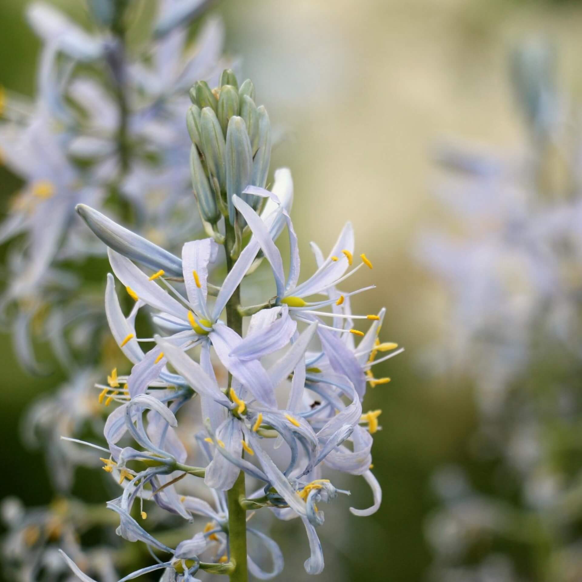 Gewöhnliche Prärielilie (Camassia cusickii)