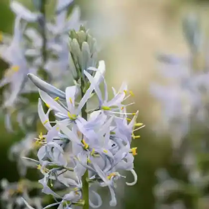 Foto von Gewöhnliche Prärielilie (Camassia cusickii)
