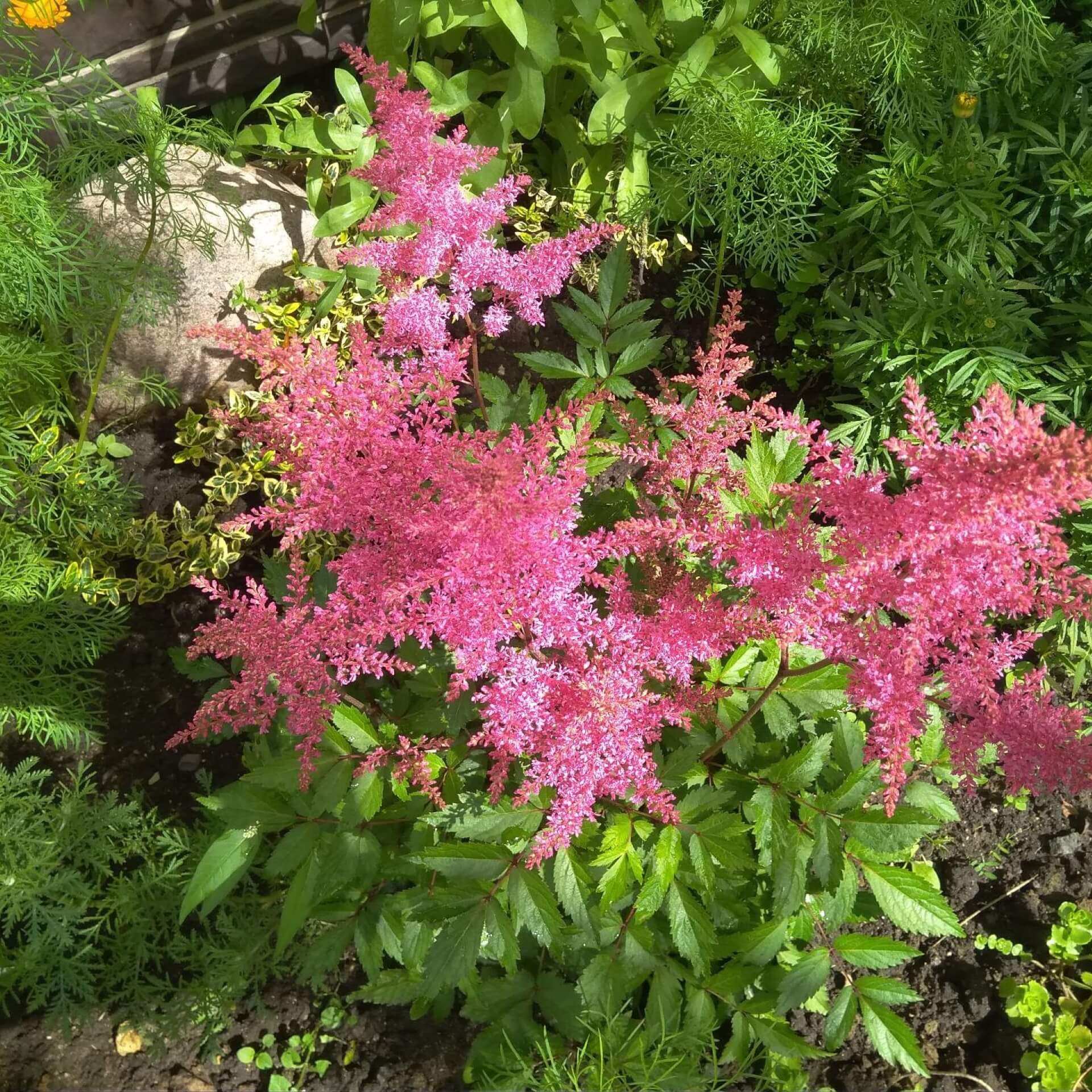 Arends Prachtspiere 'Cattleya' (Astilbe x arendsii 'Cattleya')