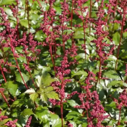 Foto von Arends Prachtspiere 'Fanal' (Astilbe x arendsii 'Fanal')