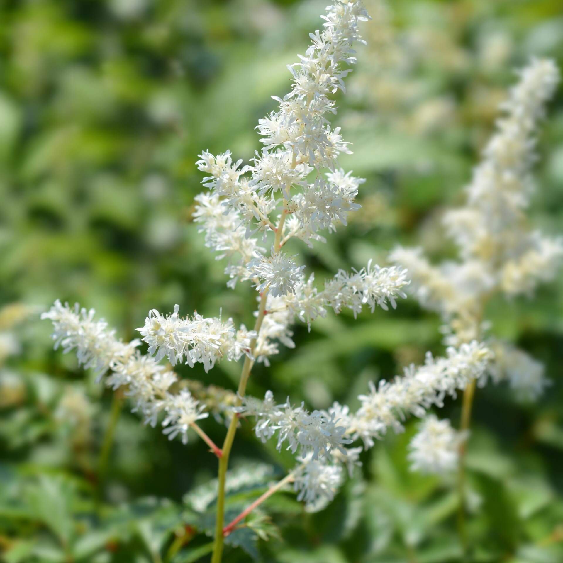 Arends Prachtspiere 'Weiße Gloria' (Astilbe x arendsii 'Weiße Gloria')