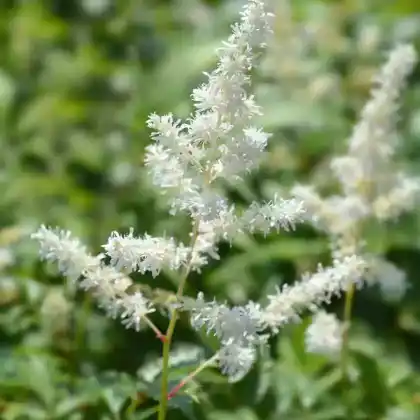 Foto von Arends Prachtspiere 'Weiße Gloria' (Astilbe x arendsii 'Weiße Gloria')