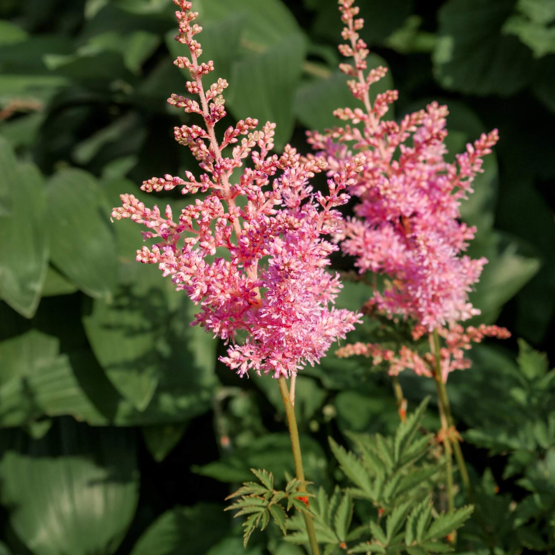 Arends Prachtspiere (Astilbe x arendsii)