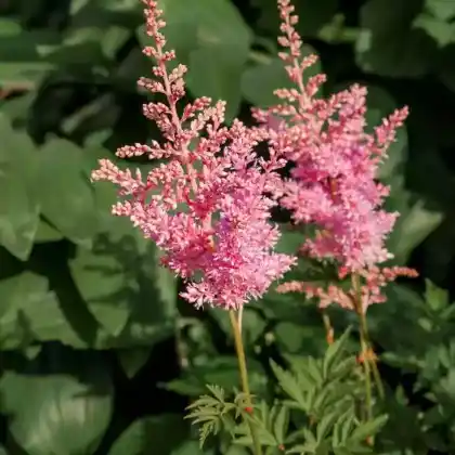 Foto von Arends Prachtspiere (Astilbe x arendsii)