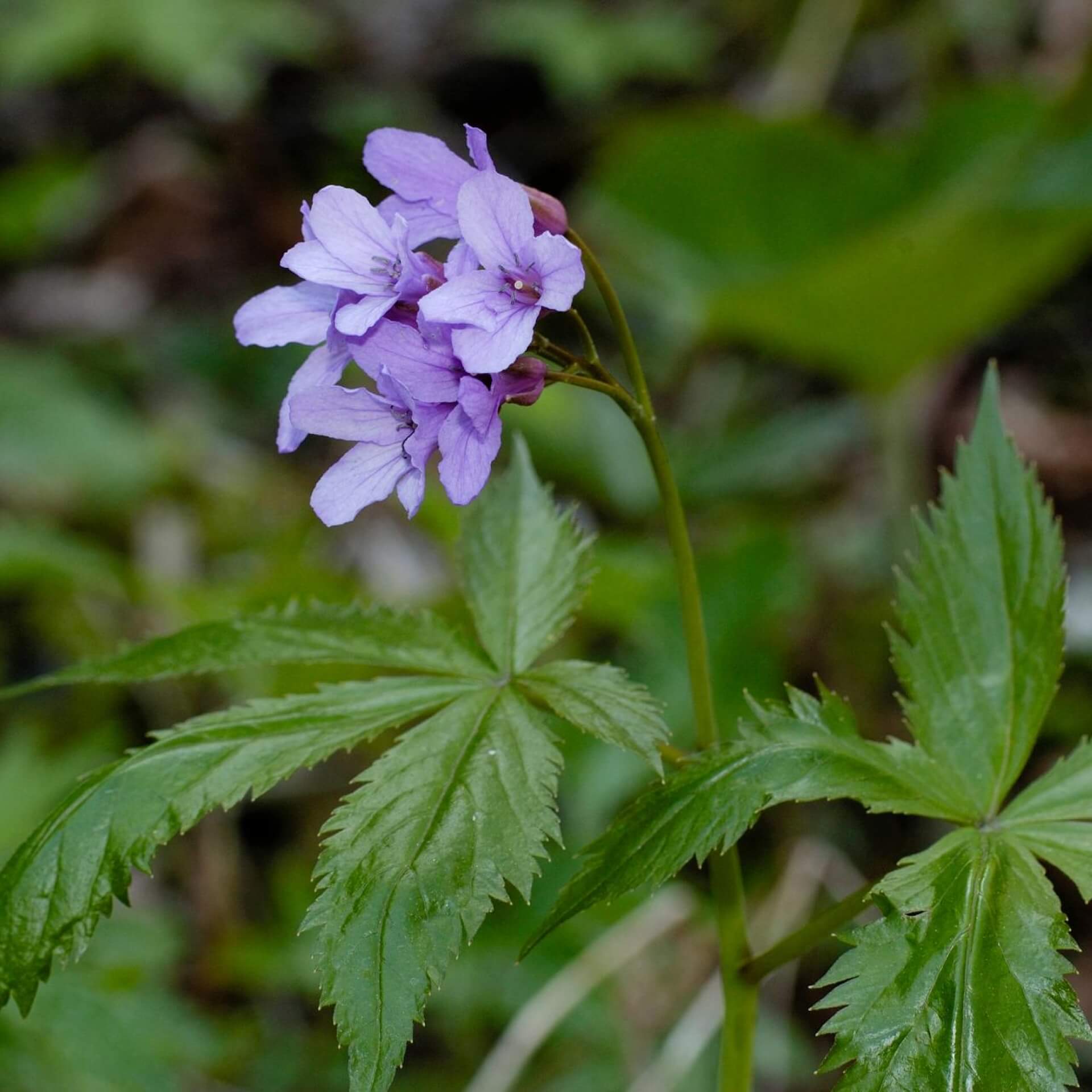 Finger-Zahnwurz (Cardamine pentaphyllos)