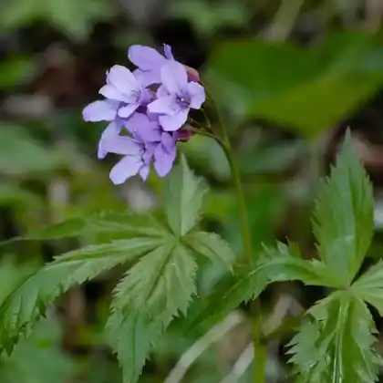 Foto von Finger-Zahnwurz (Cardamine pentaphyllos)