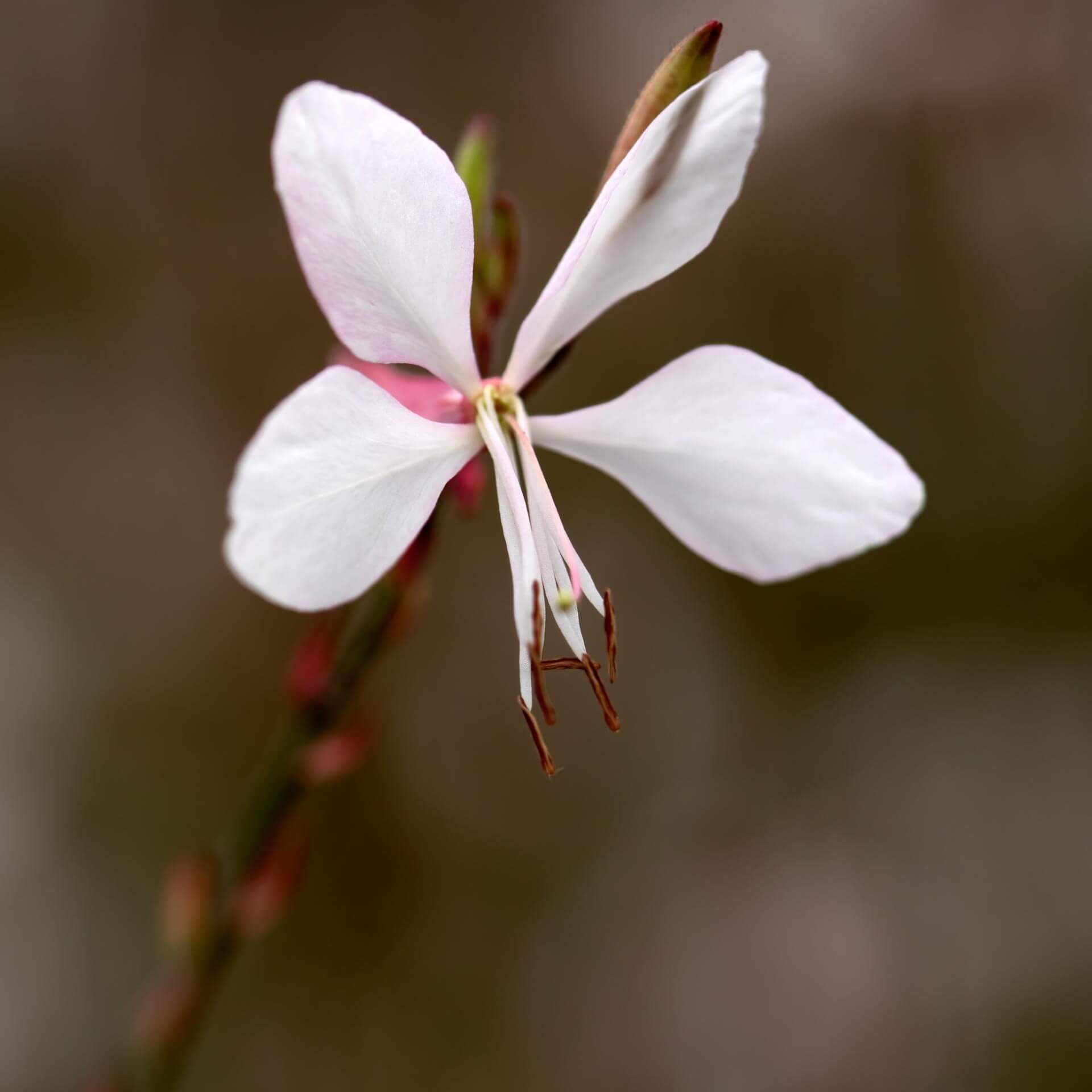 Prachtkerze 'Whirling Butterflies' (Gaura lindheimerii 'Whirling Butterflies')