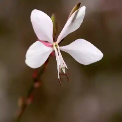 Foto von Prachtkerze 'Whirling Butterflies' (Gaura lindheimerii 'Whirling Butterflies')