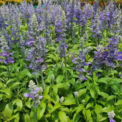 Foto von Herbst-Helmkraut (Scutellaria incana)